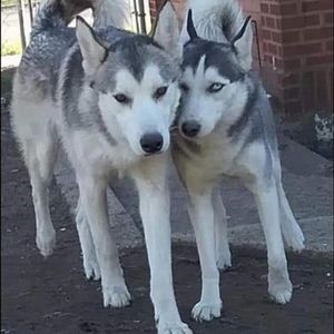 Meet your Posher, Calvin